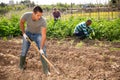 Amateur gardener hoeing soil before seedlings planting Royalty Free Stock Photo