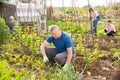 Amateur gardener weeding with hoe on vegetable garden Royalty Free Stock Photo