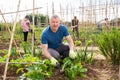 Amateur gardener weeding with hoe on vegetable garden Royalty Free Stock Photo