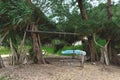 Amateur open air gym at the beach under palms . Royalty Free Stock Photo