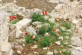 Amathus Ruins with red poppies in green in Cyprus