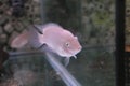 Amatitlania nigrofasciata african cichlid in aquarium