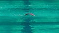 Amator female athlete doing butterfly stroke during training in indoor swimming pool, slow motion, full HD steady shot