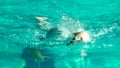 Amator swimmer practicing in water swimming pool.