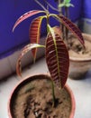 An amature baby mango plant with red leaves in a pot with wooden back ground. Royalty Free Stock Photo