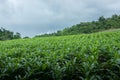 Amature corn field in northern Thailand under the cloudy sky Royalty Free Stock Photo