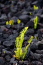 Amau fern breaks through lava field near Chain of Craters road