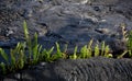 Amau fern breaks through lava field near Kalapana Royalty Free Stock Photo