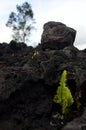 Amau fern gets through the lava layer near Chain of Craters road