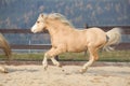 Amazaing palomino welsh mountain pony running Royalty Free Stock Photo