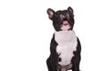 Amazed french bulldog puppy dog barking at something Royalty Free Stock Photo