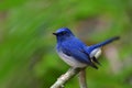 Amazed happy blue and white bird perching on a branch with high Royalty Free Stock Photo