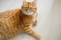 Amazed orange cat lying on the floor and looking up at camera top view with copy space Royalty Free Stock Photo