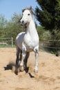 Amazign white andalusian stallion moving Royalty Free Stock Photo