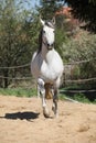 Amazign white andalusian stallion moving Royalty Free Stock Photo
