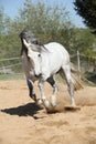 Amazign white andalusian stallion moving Royalty Free Stock Photo