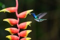 Amazilia decora, Charming Hummingbird