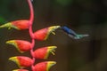 Amazilia decora, Charming Hummingbird,
