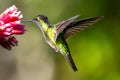 Amazilia decora, Charming Hummingbird, bird feeding sweet nectar from flower pink bloom. Hummingbird behaviour in tropic forest, n