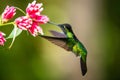 Amazilia decora, Charming Hummingbird, bird feeding sweet nectar from flower pink bloom. Hummingbird behaviour in tropic forest, n