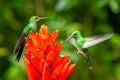 Amazilia decora, Charming Hummingbird, bird feeding sweet nectar from flower pink bloom. Hummingbird behaviour in tropic forest,