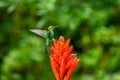 Amazilia decora, Charming Hummingbird, bird feeding sweet nectar from flower pink bloom. Hummingbird behaviour in tropic forest,