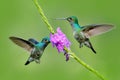 Amazilia decora, Charming Hummingbird, bird feeding sweet nectar from flower pink bloom. Hummingbird behaviour in tropic forest, Royalty Free Stock Photo