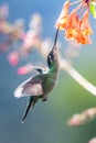 Amazilia decora, Charming Hummingbird, bird feeding sweet nectar from flower pink bloom. Hummingbird