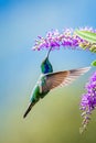 Amazilia decora, Charming Hummingbird, bird feeding sweet nectar from flower pink bloom. Hummingbird behaviour in tropic forest, n