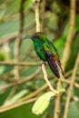 Amazilia decora, Charming Hummingbird, bird feeding sweet nectar from flower pink bloom. Hummingbird behaviour in tropic forest, n