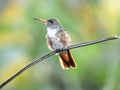 Amazilia Hummingbird Ecuador Royalty Free Stock Photo