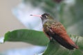 Amazilia hummingbird Royalty Free Stock Photo