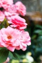 Amazin pink roses on natural background Royalty Free Stock Photo