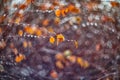 Amazing abstract and blurred background with branches and raindrops Royalty Free Stock Photo