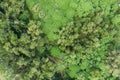 Amazing abundant forest Aerial view of forest trees Rainforest ecosystem and healthy environment background Texture of green trees