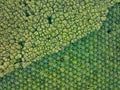 Amazing abundant forest trees,Aerial view of forest trees Rainforest ecosystem and healthy environment background,Texture of green