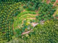 Amazing abundant forest trees,Aerial view of forest trees Rainforest ecosystem and healthy environment background,Texture of green