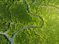 Amazing abundant mangrove forest, Aerial view of forest trees Rainforest ecosystem and healthy environment background, Texture of