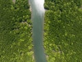 Amazing abundant mangrove forest, Aerial view of forest trees Rainforest ecosystem and healthy environment background, Texture of