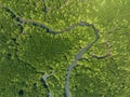 Amazing abundant mangrove forest, Aerial view of forest trees Rainforest ecosystem and healthy environment background, Texture of