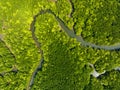 Amazing abundant mangrove forest, Aerial view of forest trees Rainforest ecosystem and healthy environment background, Texture of