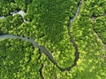 Amazing abundant mangrove forest, Aerial view of forest trees Rainforest ecosystem and healthy environment background, Texture of