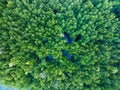 Amazing abundant mangrove forest Aerial view of forest trees Rainforest ecosystem and healthy environment background Texture of