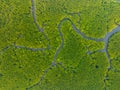 Amazing abundant mangrove forest, Aerial view of forest trees Rainforest ecosystem and healthy environment background, Texture of