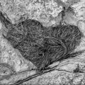 Seaweed washed up on rocks on the riverbank, appearing in the shape of a heart