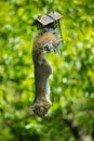 Little squirrel hanging out munching on his food