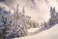 Epic Winter Landscape Sunrise in the Snow Covered Wildreness