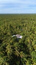Amazing aerial view of Mekong Delta village, vast coconut, nipa tree field, roof of lonely house in green of palm tree, solitary Royalty Free Stock Photo