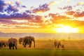 Amazing african colorful sunset with walking elephants in savannah. Artistic fantastic safari landscape in Amboseli National Royalty Free Stock Photo