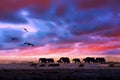 Amazing african dramatic sunset with walking elephants in savannah. Artistic fantastic safari landscape in Masai Mara National Royalty Free Stock Photo